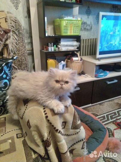 Котята персы