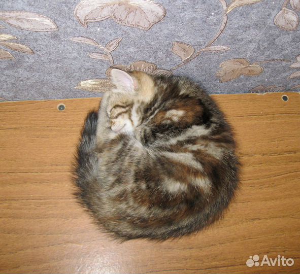 Шотландские мраморные