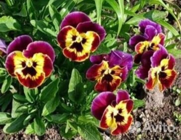 Фиалка садовая многолетняя