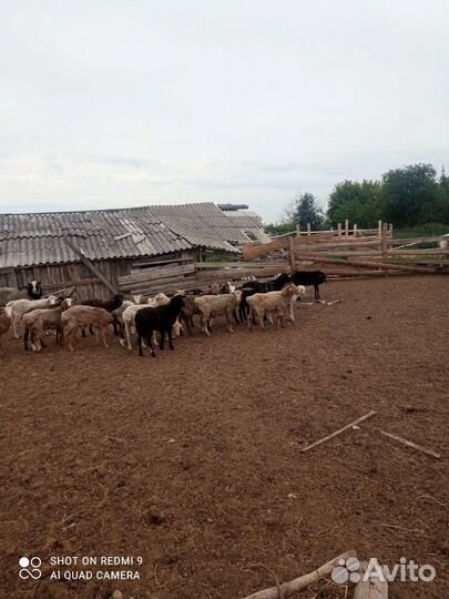 Продаются бараны