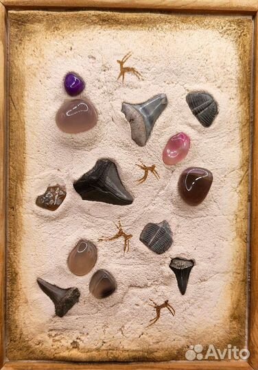 Зубы мегалодона, акул, трилобиты / Окаменелости