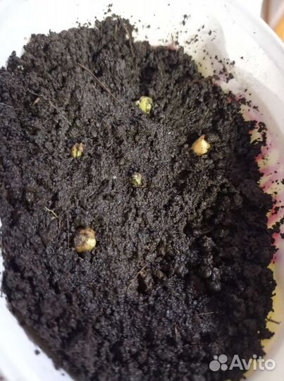 Саженцы мандарина