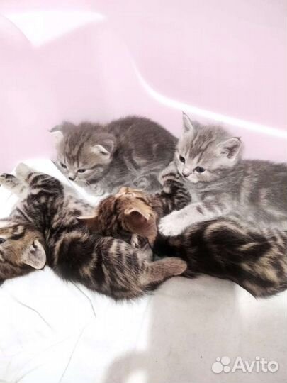 Шотландская