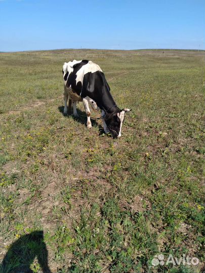 Теленок, корова