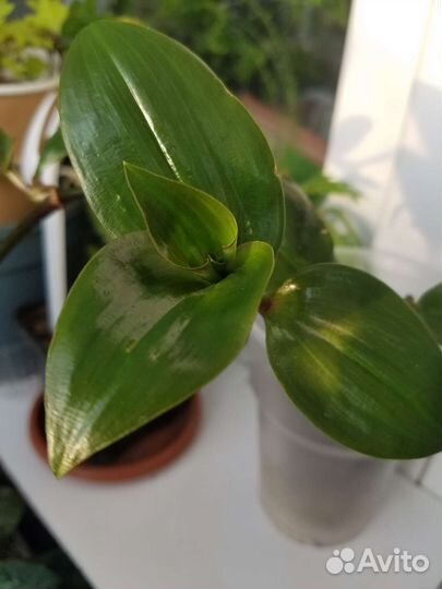 Традесканция