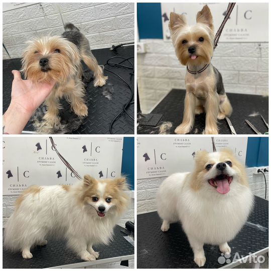 Стрижка собак