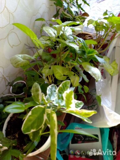 Комнатные цветы,в связи с переездом