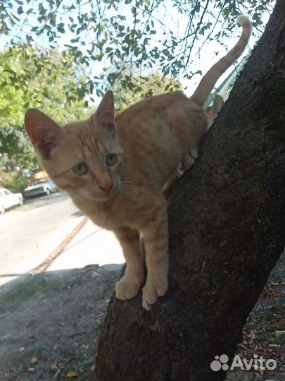 Котик рыжий симбочка