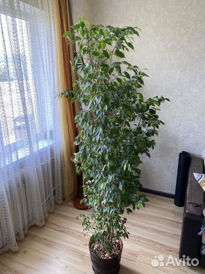 Фикус бенджамина