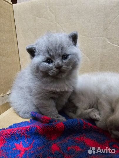 Британская