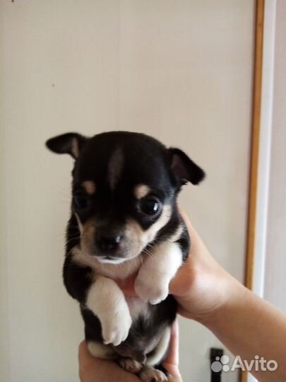 Щенки чихуахуа