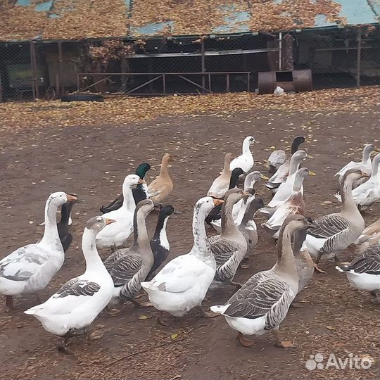 Утки и гуси домашние