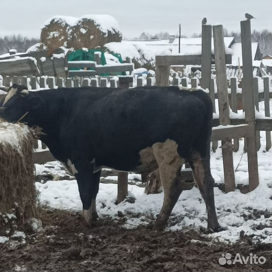 Быки на мясо