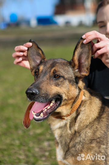 Август- милый, нежный мальчик, пусть тебе повезет