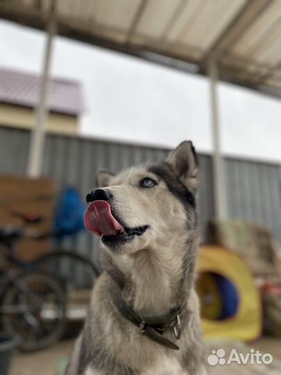 Собака в добрые руки хаски