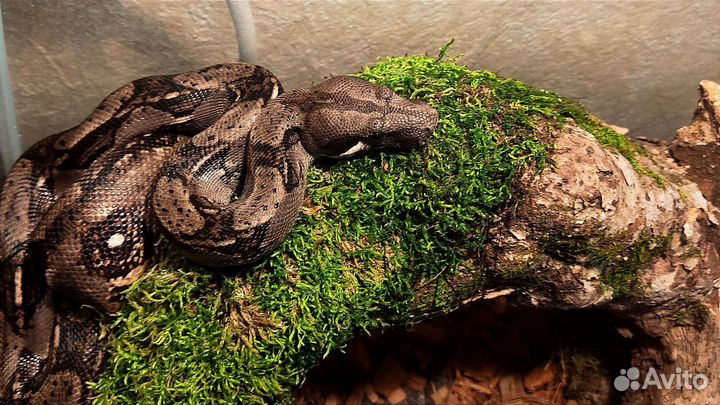 Императорский удав