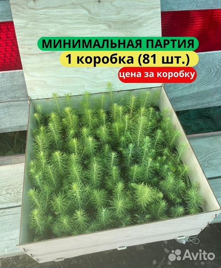 Саженцы ели зкс