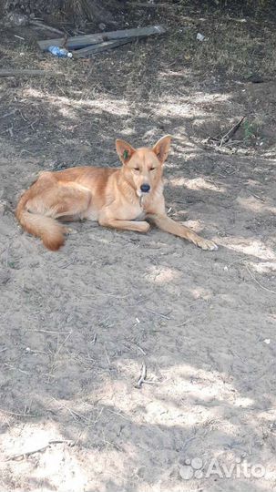 Рыжее чудо ждёт своего друга