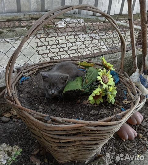 Домашние животные кошки