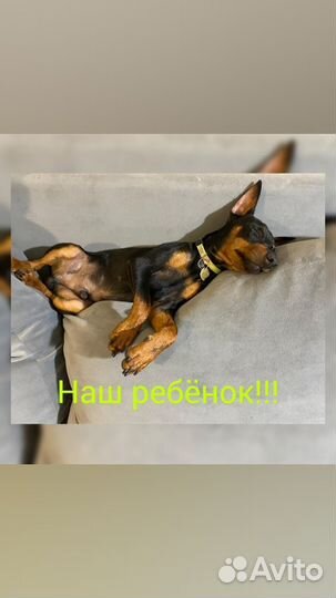 Щенки Цвергпинчер