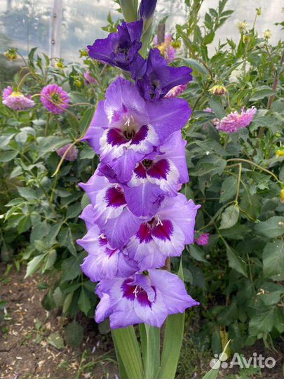 Гладиолусы луковицы