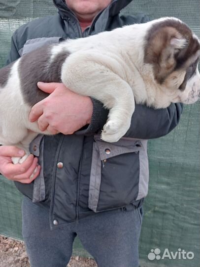 Среднеазиатская овчарка алабай щенки