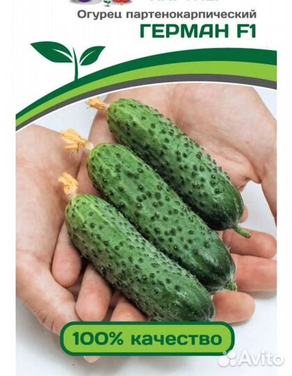 Рассада ранних огурцов, кабачков, арбузов