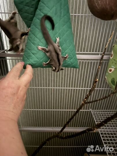 Белка летяга