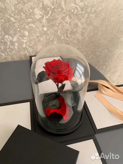 Розу в колбе живая роза цветы праздник Севастополь