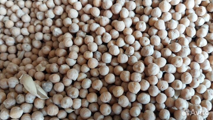 Нут. Урожай 2023