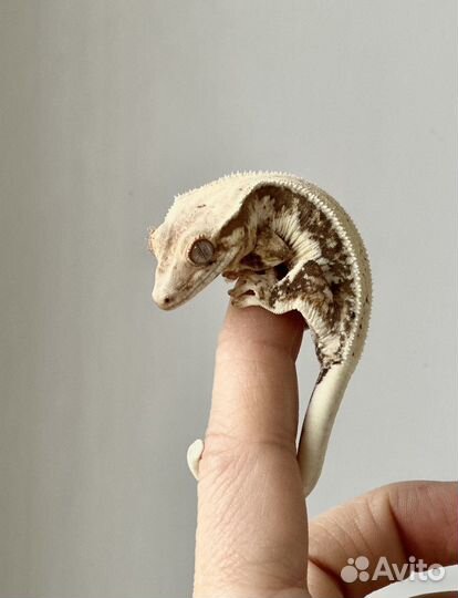 Малыш бананоеда