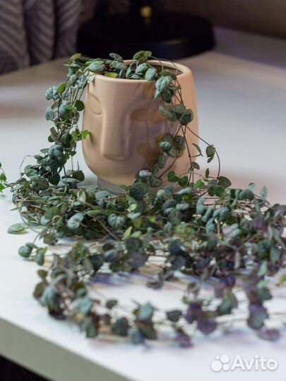 Церопегия вуда взрослое растение с фото