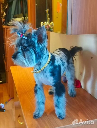 Йоркширский терьер (Blue Merle -голубой мрамор)