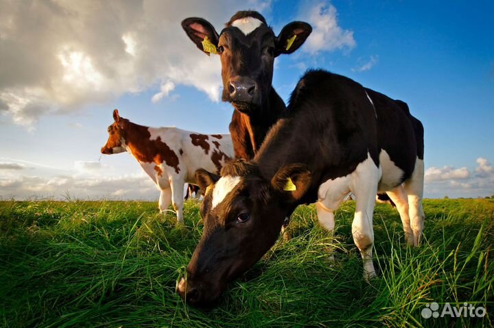 Коровы молодняк хряки на мясо оптом