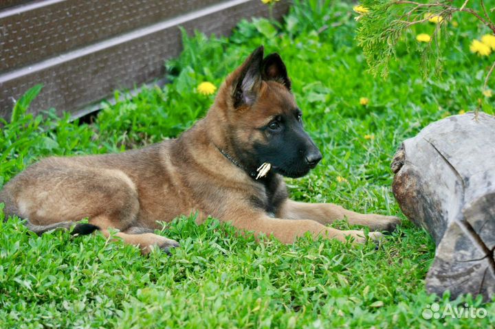 Бельгийская овчарка малинуа