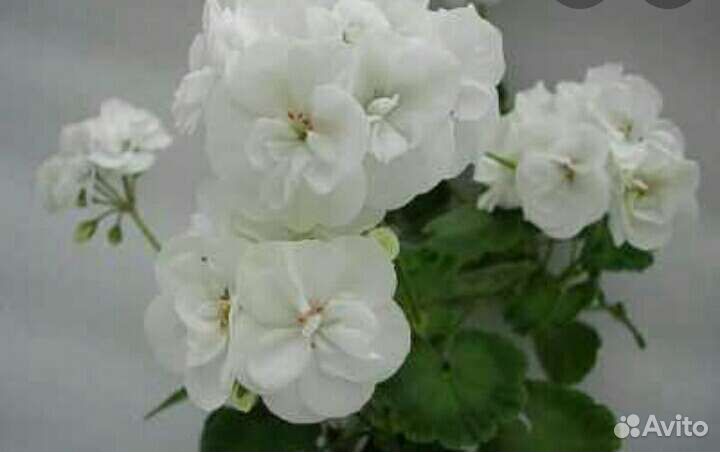 Пеларгонии