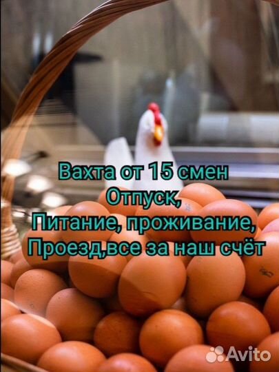 Работа Комплектовщик(ца) яиц все условия Вахта 15