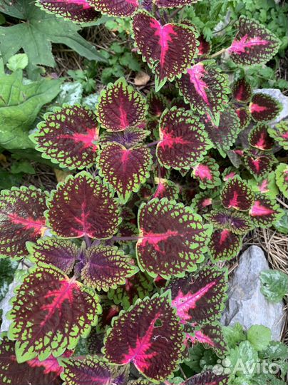 Колеус блюме