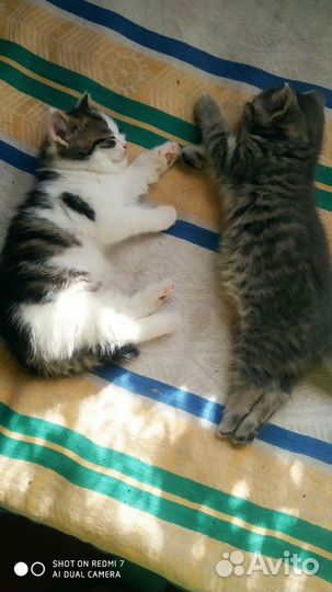 Котёнка в добрые руки