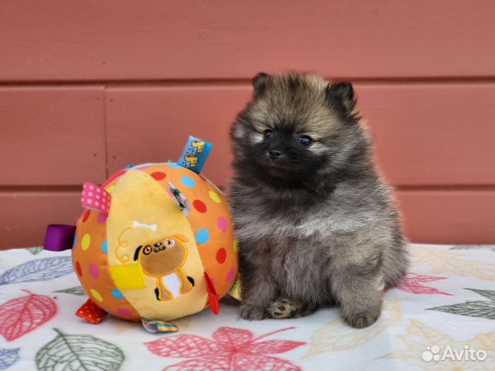 Малый немецкий шпиц щенки мальчики