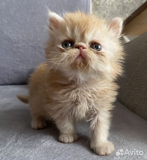 Персидские котята