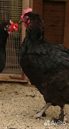 Маран черномедный инкубационное яйцо, цыплята