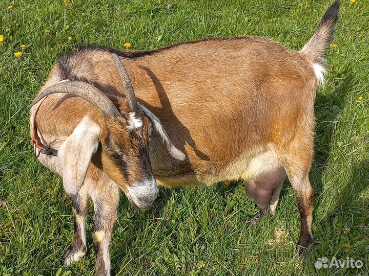 Коза нубийская