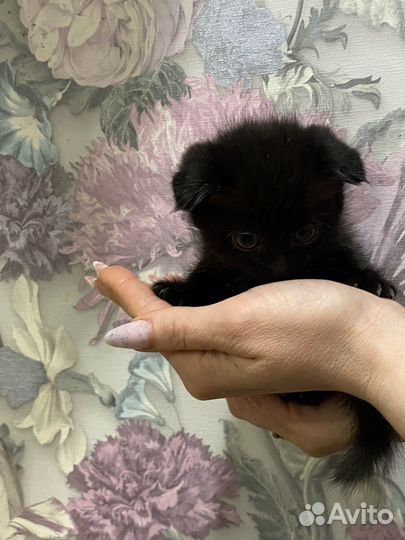 Котята