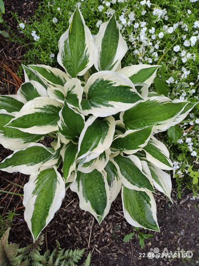 Хоста растение