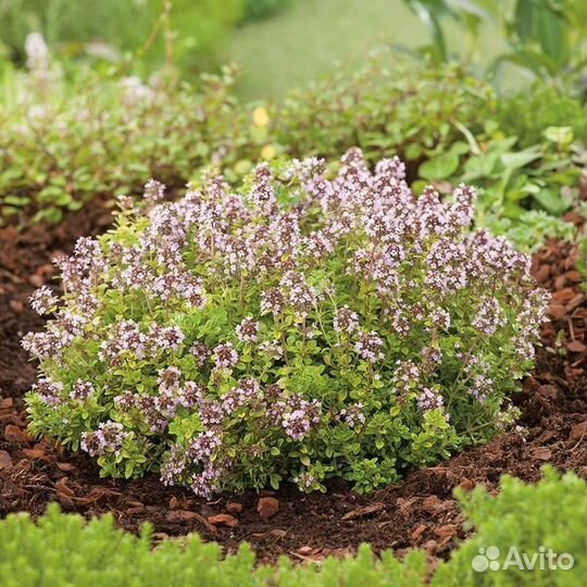 Тимьян Чабрец