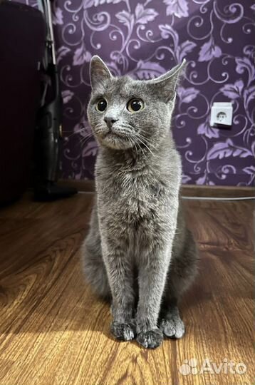 Котенок бесплатно