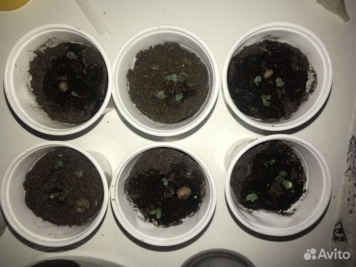 Рассада каланхоэ