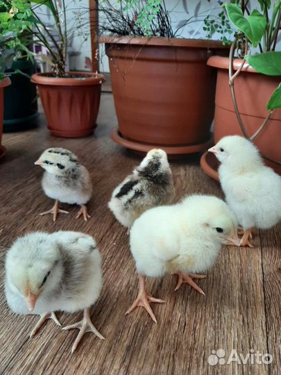 Цыплята Мастер Грей