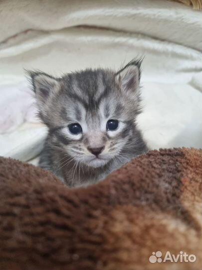 Бронь котята мейн-кун Продам